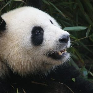 Cina - Chengdu Panda