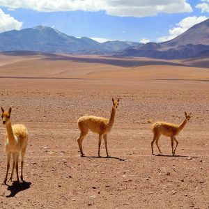 Deserto di Atacama, vigogne mammiferi della famiglia dei cammelli