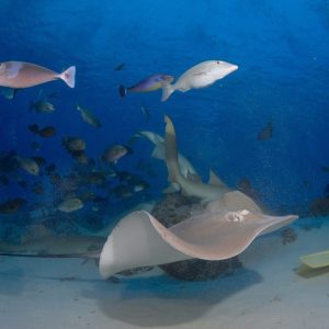 Maldives Explorer Diving Maldives Explorer Diving