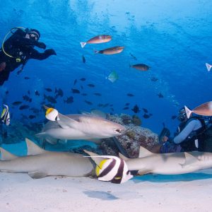 Maldives Explorer Diving Maldives Explorer Diving