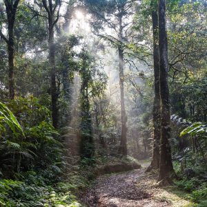 Cosano foresta pluviale