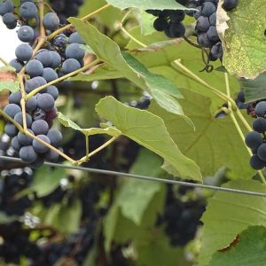 GEORGIA VIGNETI
