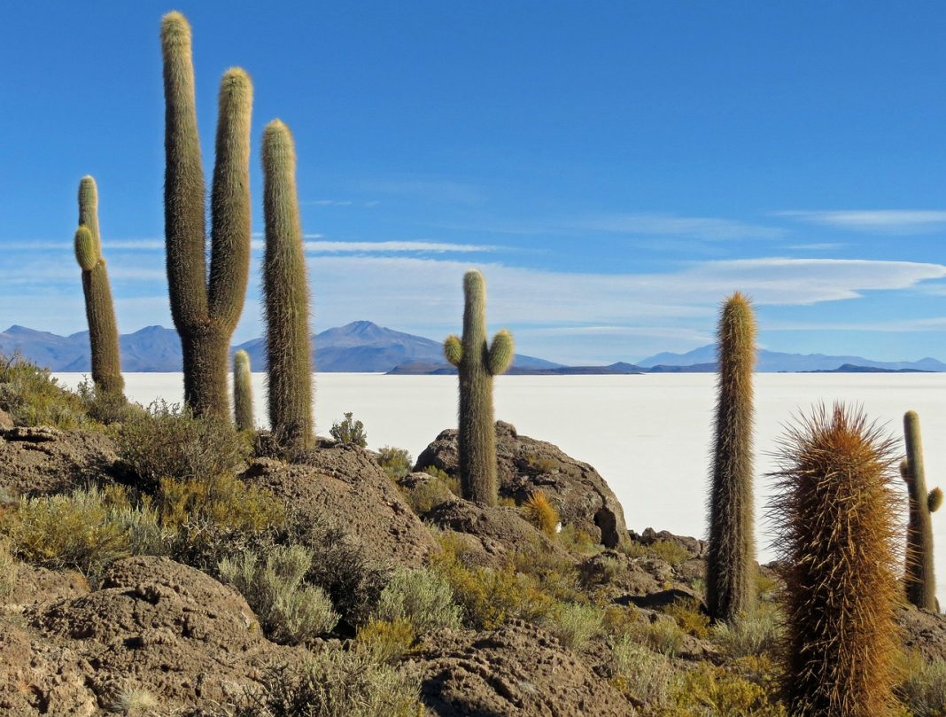 Isola di Incahuasi gigantesche piante di cactus