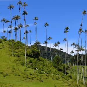 Parco Nazionale Los Nevados Quindio