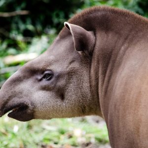 Area Cosano animali: tapiro