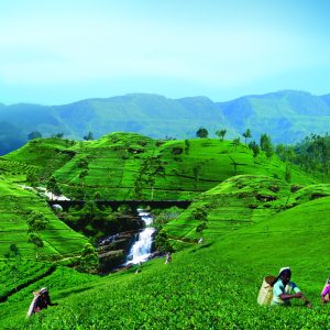 Sri Lanka - Piantagioni di Tè