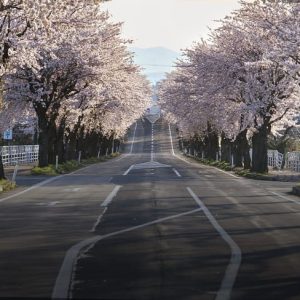 Giappone Viale alberato di ciliegi