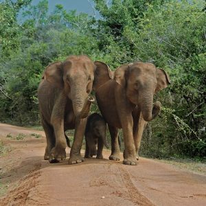 Yala National Park