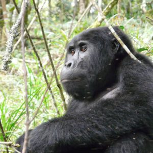 Bwindi : Gorilla