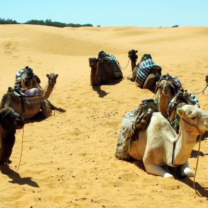 Tunisia - deserto Tunisia - deserto