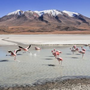 Le Ande del Perù dove vivono i fenicotteri