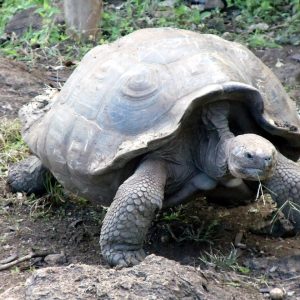 Ecuador - Isole Galapagos - Isola Santa Cruz - tartaruga gigante