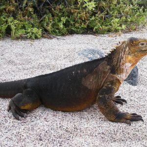 Ecuador - Isole Galapagos - iguana