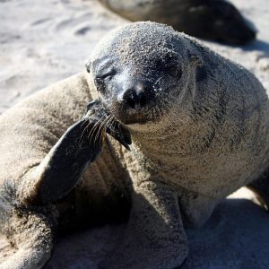 Ecuador - Isole Galapagos - leone marino