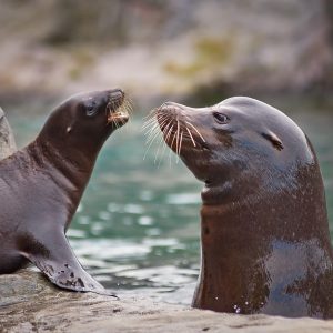 Ecuador - Isole Galapagos - leone marino
