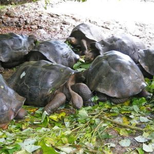 Ecuador - Isole Galapagos - Isola San Cristobal - tartarughe giganti