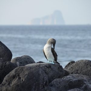 Ecuador - Isole Galapagos - uccello sule