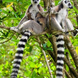 Isalo Lemure Catta