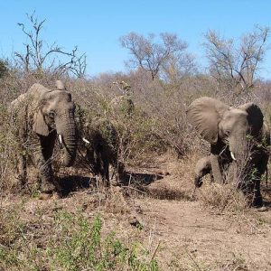 Elefanti al Parco Kruger