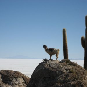 Bolivia un lama nel deserto di Salar de Uyuni