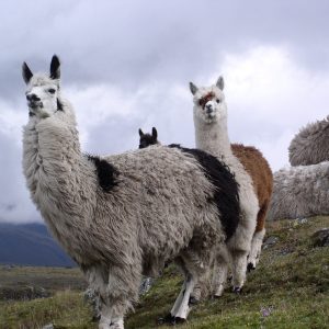Parco Cotapaxi branchi di lama