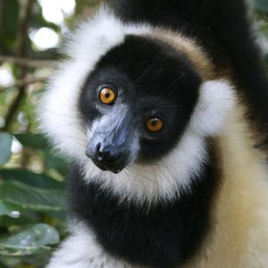 Lemure