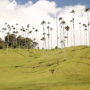 Palma di cera riserva di Cocora