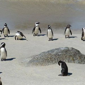 Pinguini di Boulders Beach